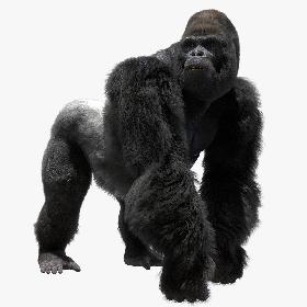 Mountain Gorilla Fur (Rigged) 3D model